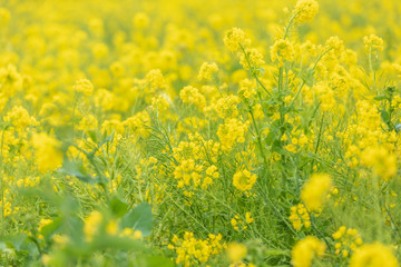 菜の花
