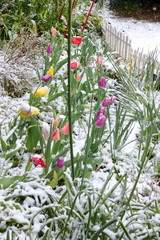 チューリップ　雪の中で咲く　自然　春の雪