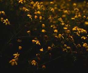 Gelbe Blumen als Hintergrund