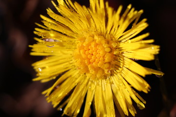 Beautiful yellow flowers of a coltsfoot plant (Tussilago farfara) in drops of water