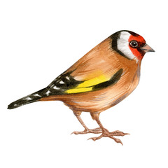 Watercolor art of beautiful portrait of European goldfinch (Carduelis carduelis) isolated on white. Close-up small bird on white background. For posters, textile design, postcard and ornithology maga