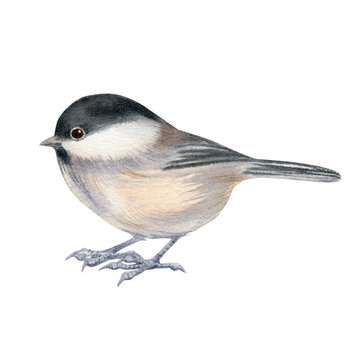 Watercolor art of beautiful portrait of Willow tit (Poecile montanus) isolated on white. Close-up small bird on white background. For posters, textile design, postcard and ornithology magazine.