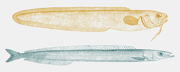 Striped cusk-eel ophidion marginatum and american sand lance ammodytes americanus in side view