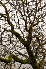 Fototapeta na wymiar siluetas de ramas del arbol en otoño
