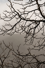 siluetas de ramas del arbol en otoño