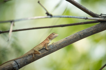 Oriental garden lizard, Eastern garden lizard or Changeable lizard on a branch