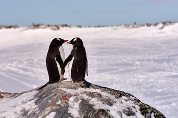 Two Gentoo Pinguins (Pygoscelis papua) in love in Antarctica