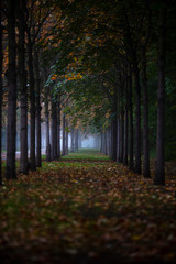 tree alley in the park 