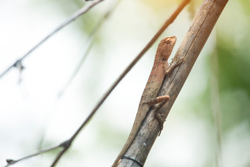 Oriental garden lizard, Eastern garden lizard or Changeable lizard on a branch