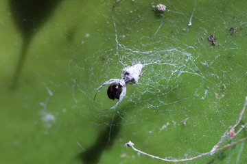 seltsame Spinne - Sri Lanka - unbestimmt