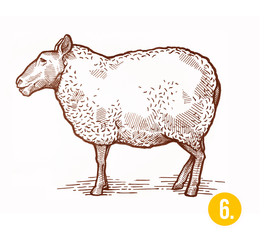 A sheep drawing is a farm animal. Engraving style
