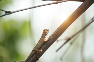 Oriental garden lizard, Eastern garden lizard or Changeable lizard on a branch