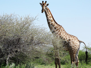 Giraffa camelopardalis giraffa