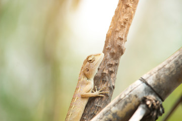 Oriental garden lizard, Eastern garden lizard or Changeable lizard on a branch