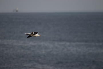 Fototapeta na wymiar Black and White Seagull in flight