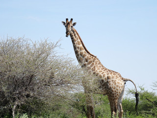 Giraffa camelopardalis giraffa