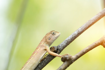 Naklejka na ściany i meble Oriental garden lizard, Eastern garden lizard or Changeable lizard on a branch