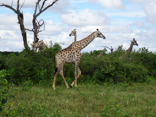 Giraffa camelopardalis giraffa