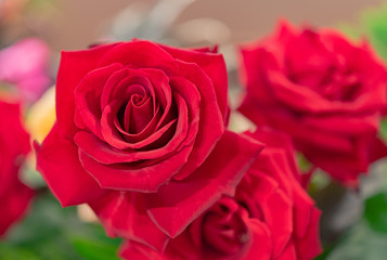 Bouquet of fresh roses, flower bright background.