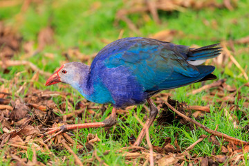 Purple moorhen up close