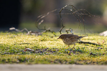 Song Thrush - Turdus philomelos, inconspicuous song bird from European forests and woodlands