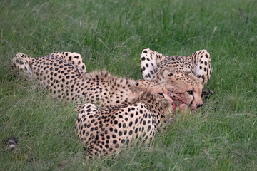 Three young male cheetahs feeding on a recent kill