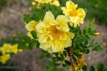 Beautiful yellow  flower with green leaf on blurred background with copy space