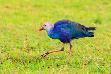 Purple moorhen walking on green grass