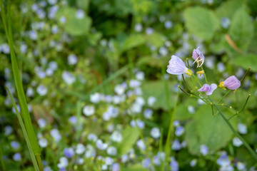 Close up pretty small violet flowers on blurred background , wallpaper , copy space