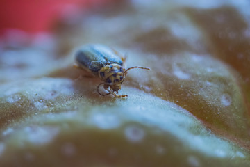 beetle on leaf