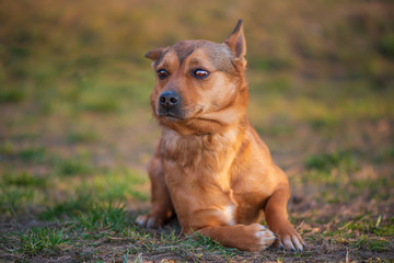 Portrait of a red dog on the grass. Photographed close-up.