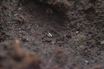 macro ground