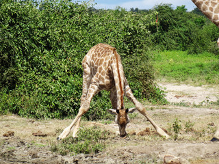 Giraffa camelopardalis giraffa