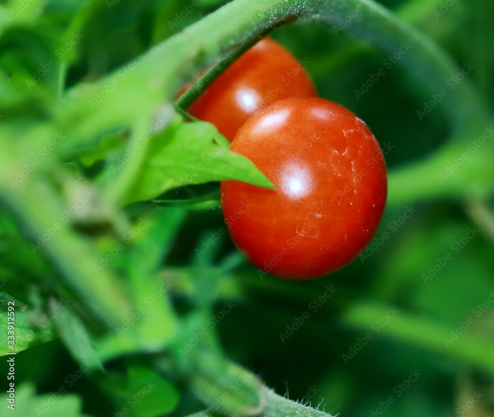 Wall mural small fresh cherry tomatoes with green vines