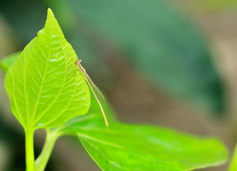 Macro picture of dragonfly in the nature