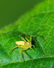 Macro Photography of Jumping Spider on Green Leaf