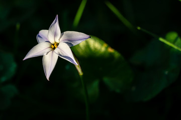 Flower in the spotlight