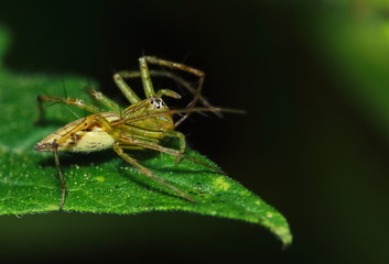Macro Photography of Jumping Spider on Green Leaf