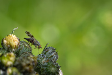 Orange eyed fly in the garden