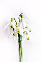 the first spring flowers in my garden are snowdrops	