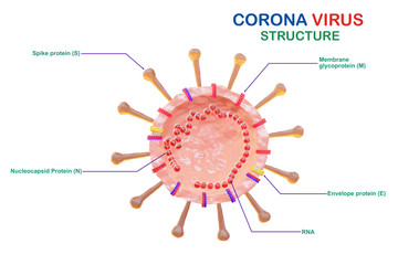 Coronavirus cell structure, Anatomy of Corona virus isolated on white background. 3d render.