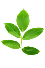 Fototapeta na wymiar Walnut leaves isolated on white background.
