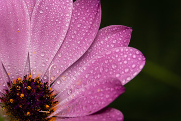 Wet Pink Flower
