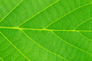 Fototapeta na wymiar Walnut Leaves. Closeup Texture.