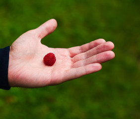 Man's hand holds fresh ripe raspberry.