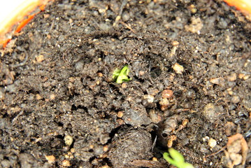 sprouts from tangerine seeds in a pot