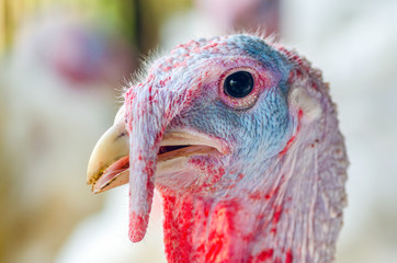 Close-up portrait of a turkey on a chicken farm