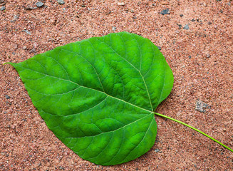 Single green leaf on the ground.