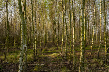 Fototapeta premium Im Waldlabor gibt es viele interessante Wald- und Pflanzenlandschaften mit interessanten Strukturen