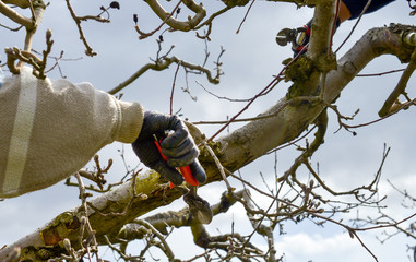 farmer pruning apple tree in orchard
